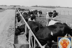 NEG_016_Slika_004_result