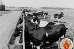 NEG_016_Slika_005_result