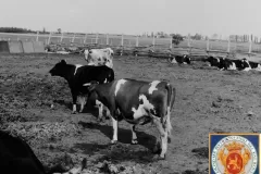 NEG_016_Slika_006_result