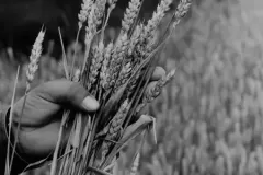 NEG_016_Slika_023_result