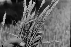 NEG_016_Slika_024_result