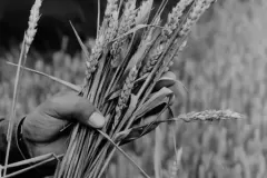 NEG_016_Slika_025_result